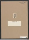 Navicula propingua A.Schm. (de-Toni-Nr.: Genus 1, Species 318) Zeichnungen Sammlung Grunow Nr. 724 (NHMW-BOT-W0367108)